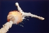 STS 51 L Challenger Explodes